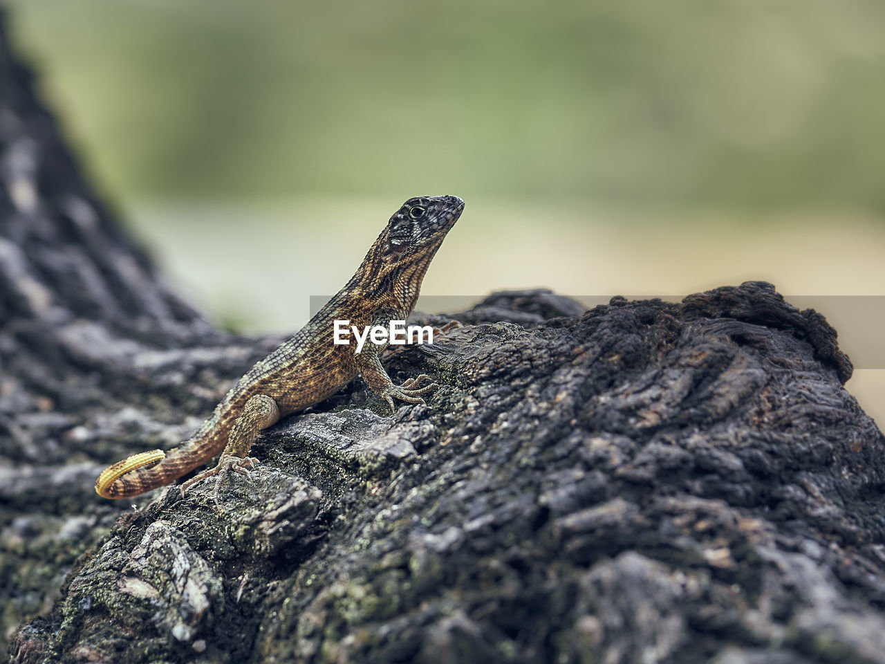 CLOSE-UP OF LIZARD ON ROCK AGAINST TREE