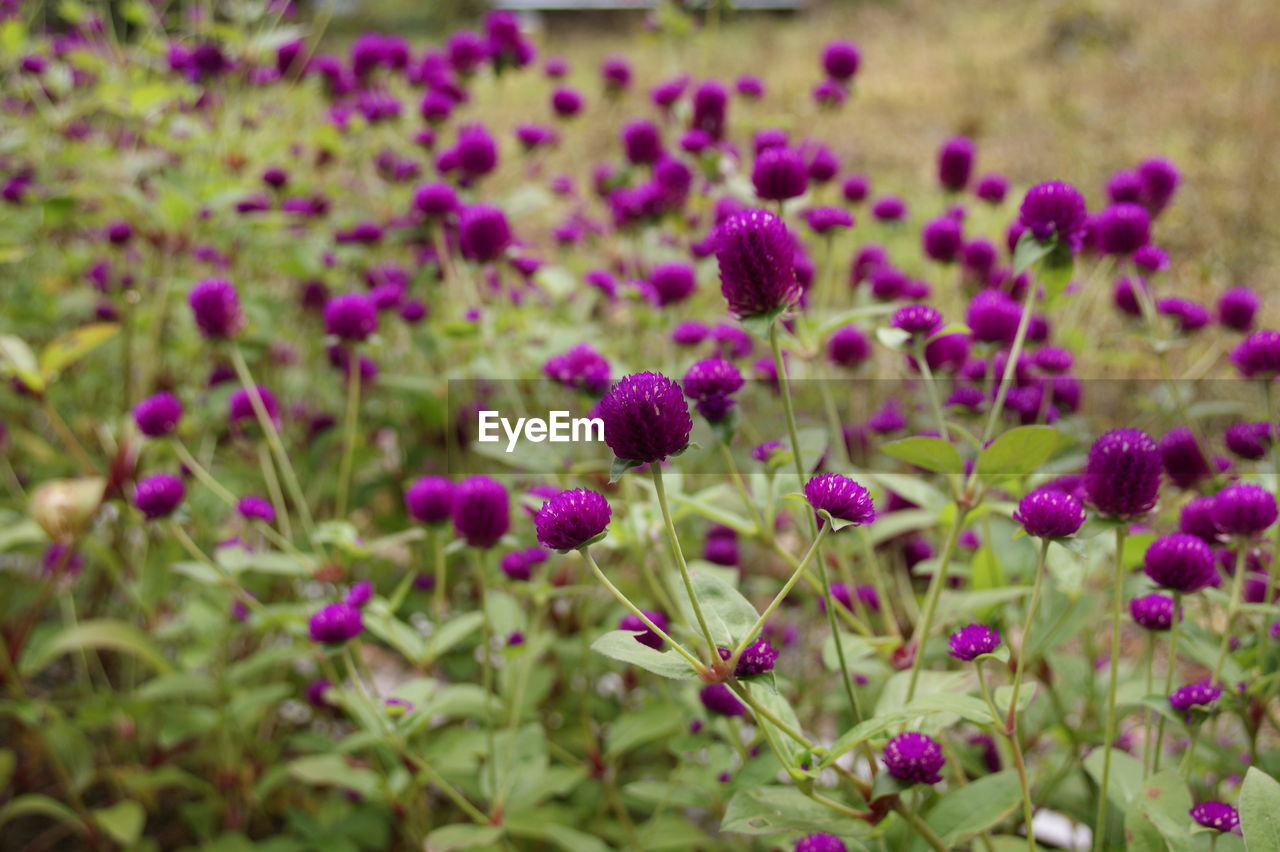 CLOSE-UP OF PURPLE LAVENDER FLOWERS