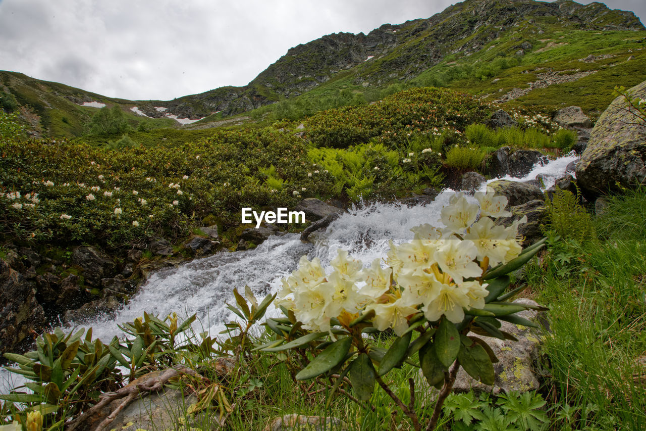 White rhododendron in the mountains