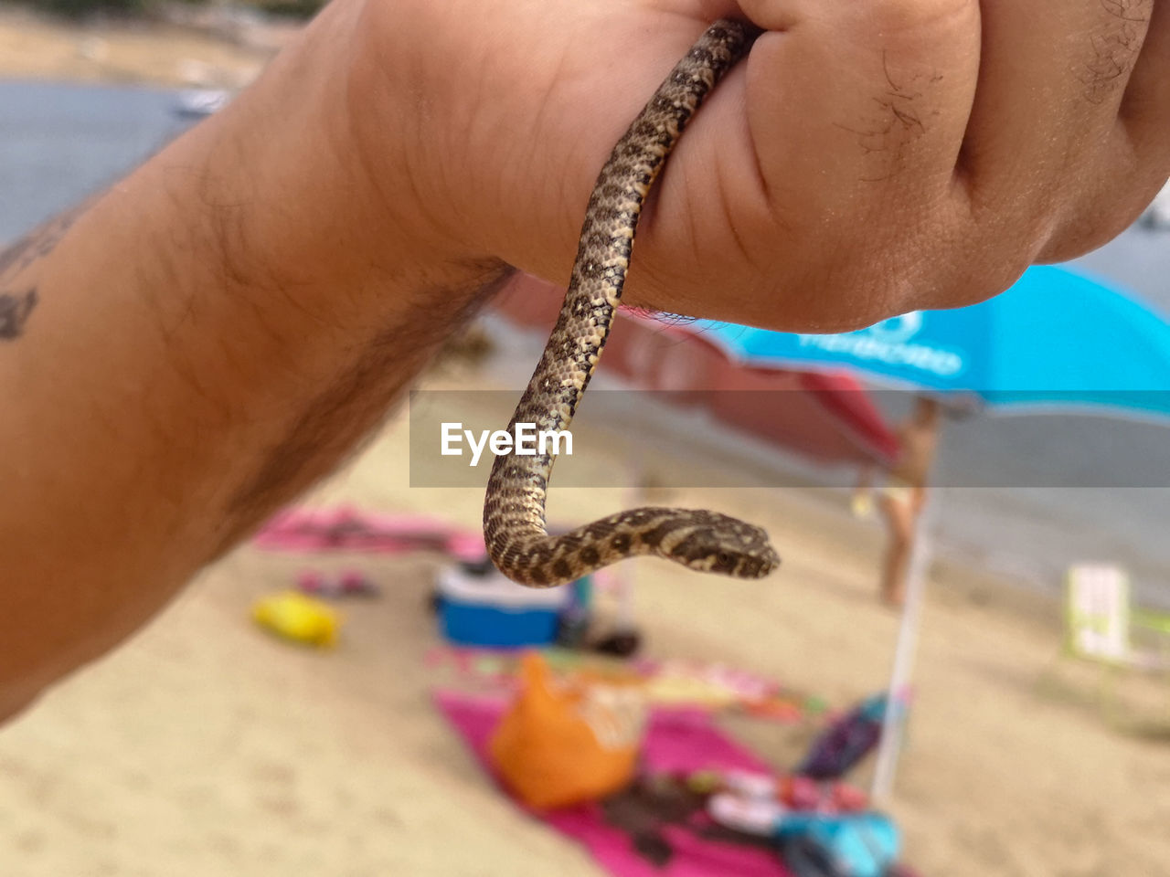 Cropped hand of person holding snake at beach