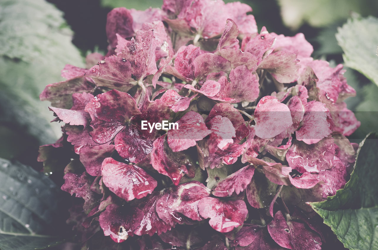 Close-up of pink flowers