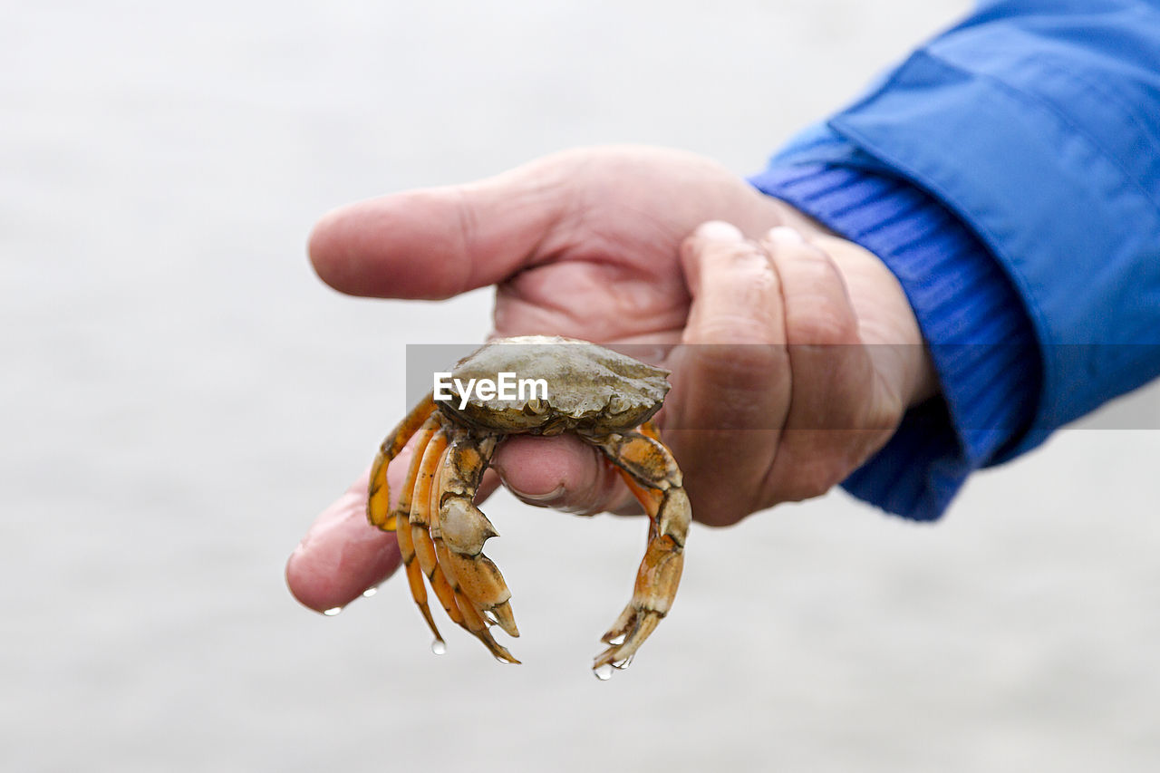 Close-up of hand holding crab on beach