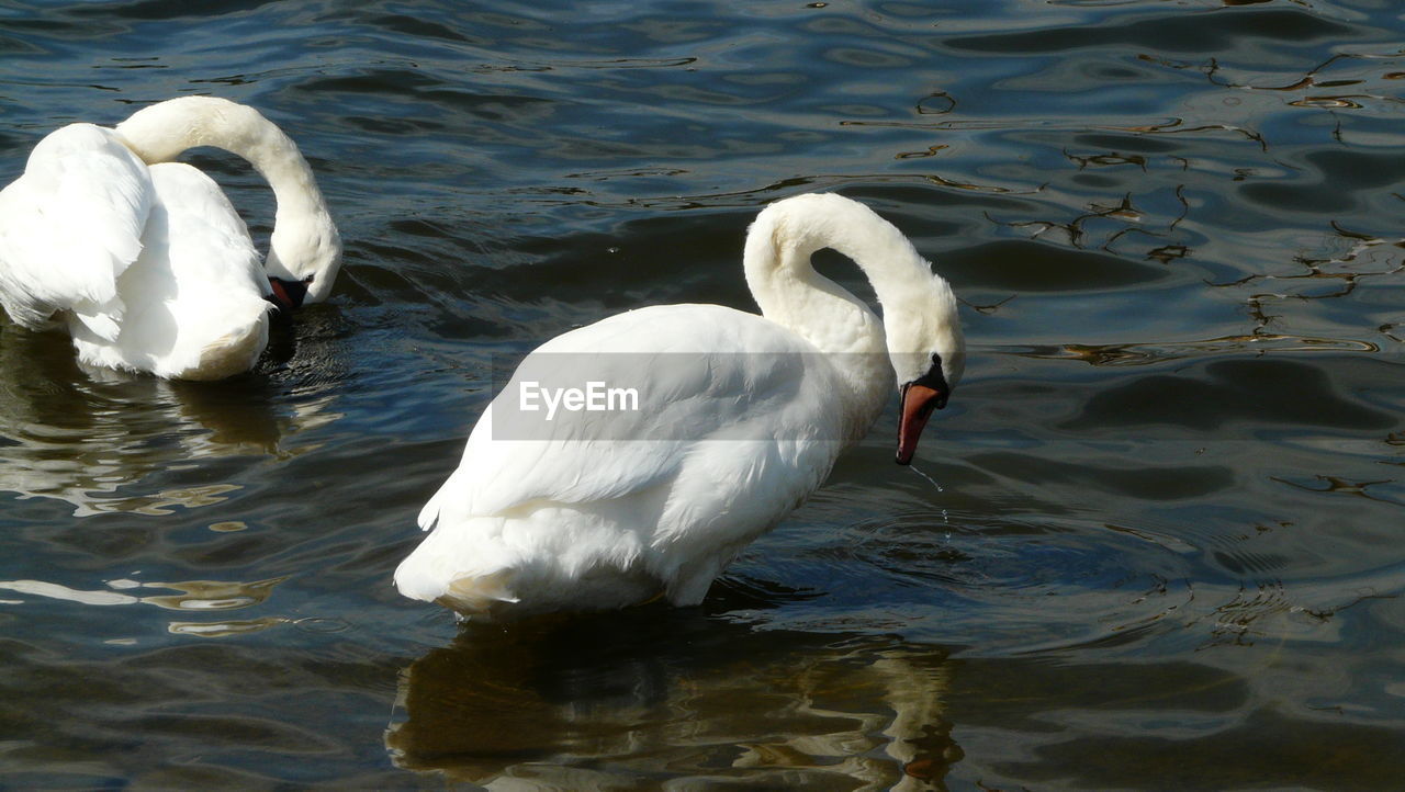 CLOSE-UP OF SWAN SWIMMING IN LAKE