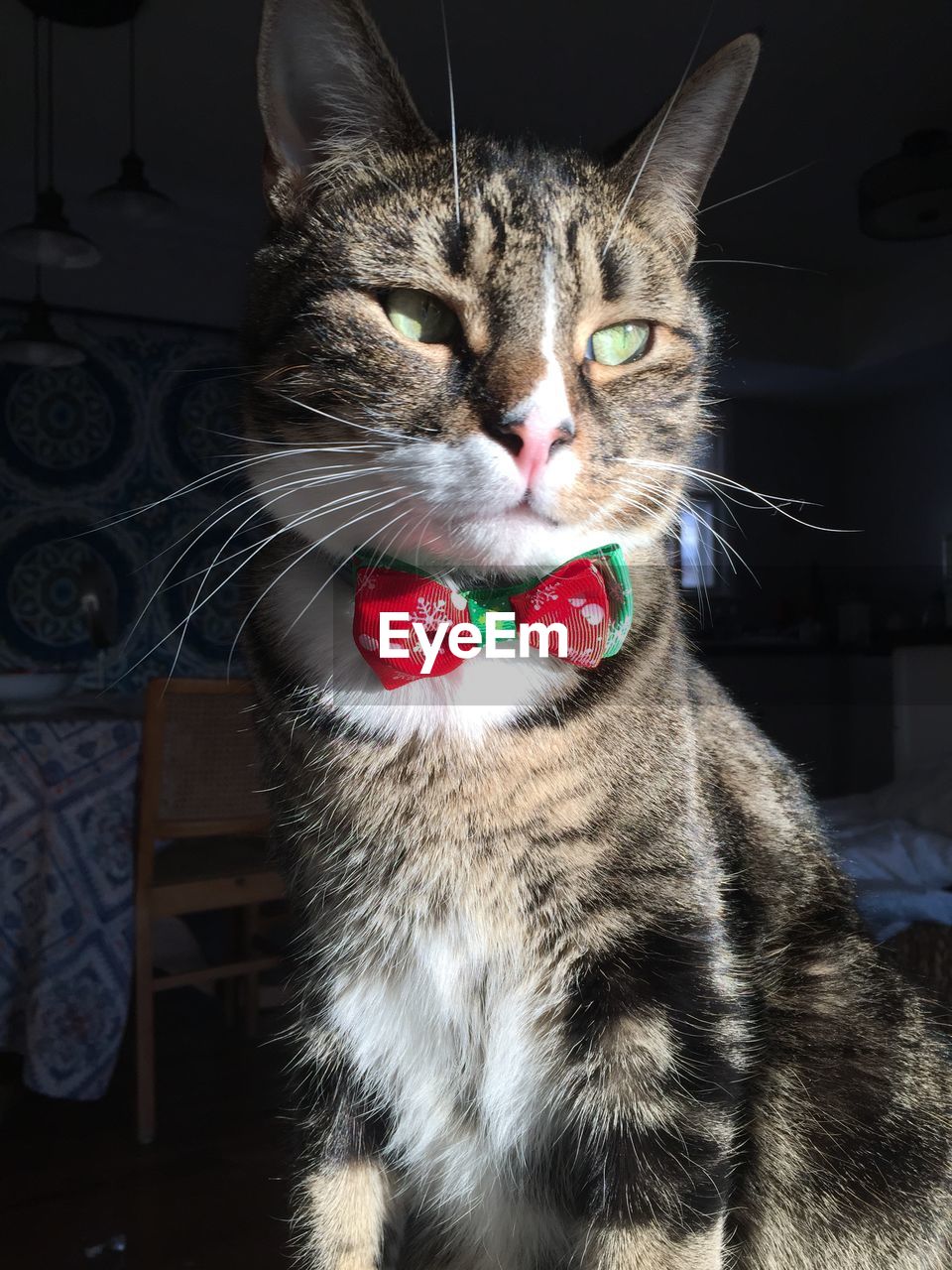 Close-up portrait of dapper christmas cat