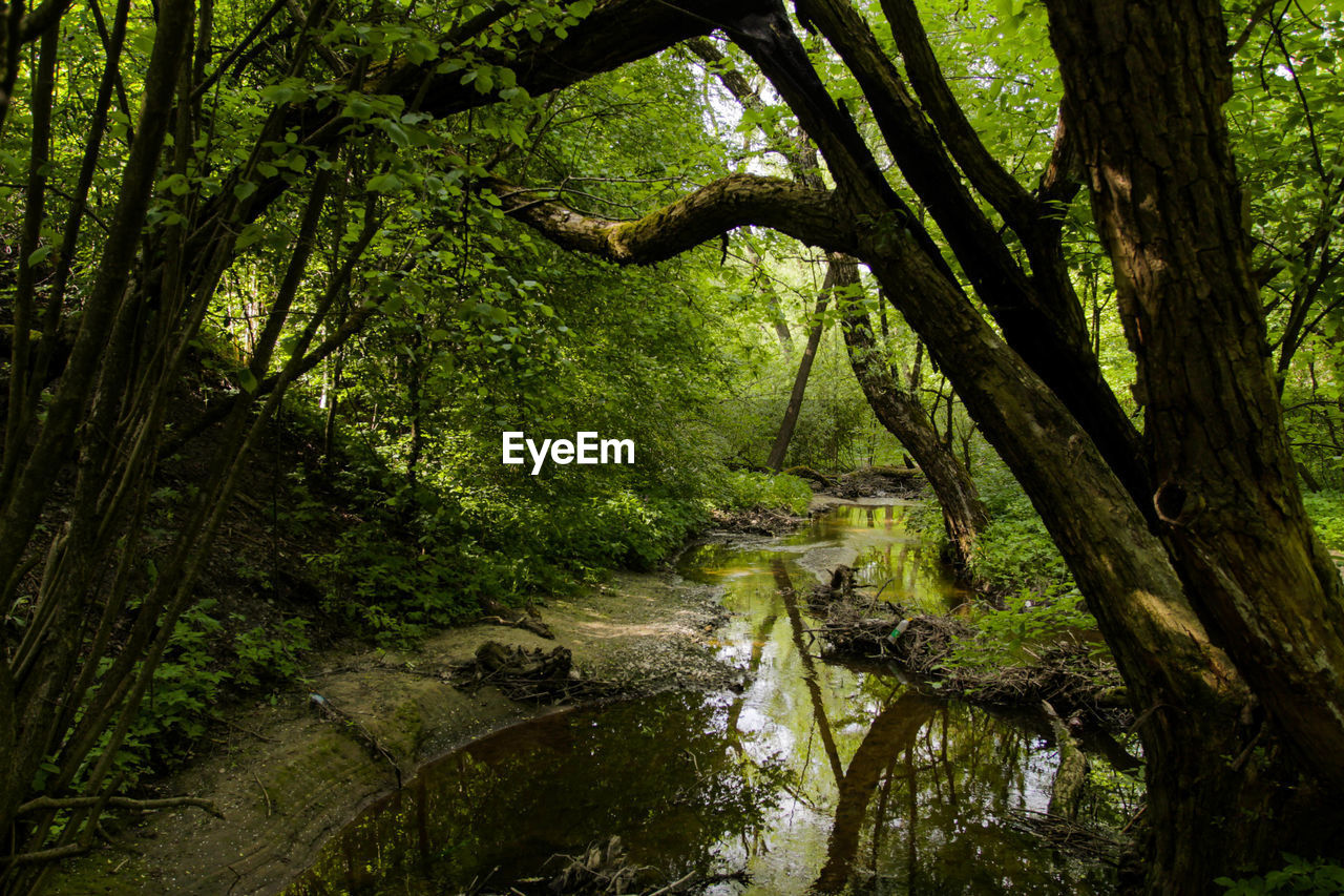 TREES GROWING BY RIVER IN FOREST