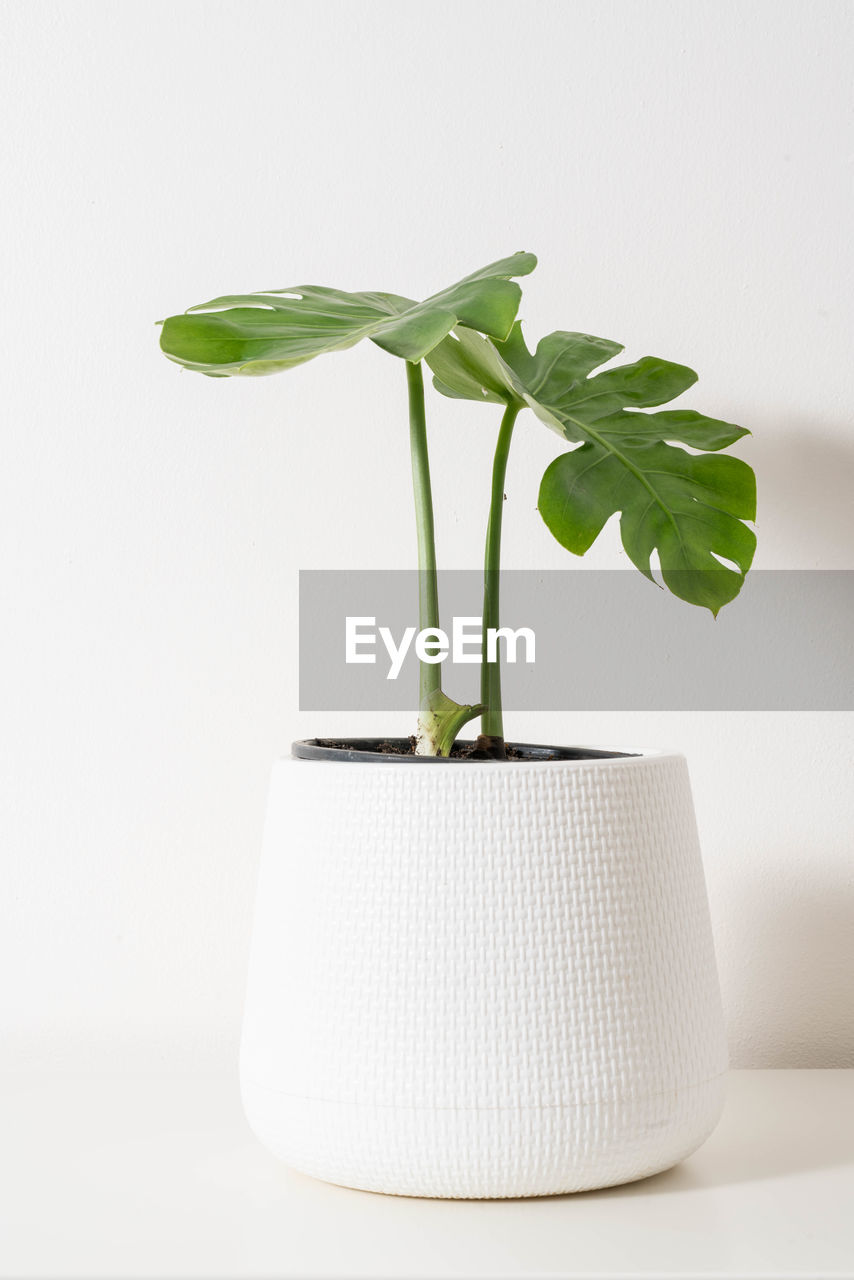 Close-up of potted plant on table against white background