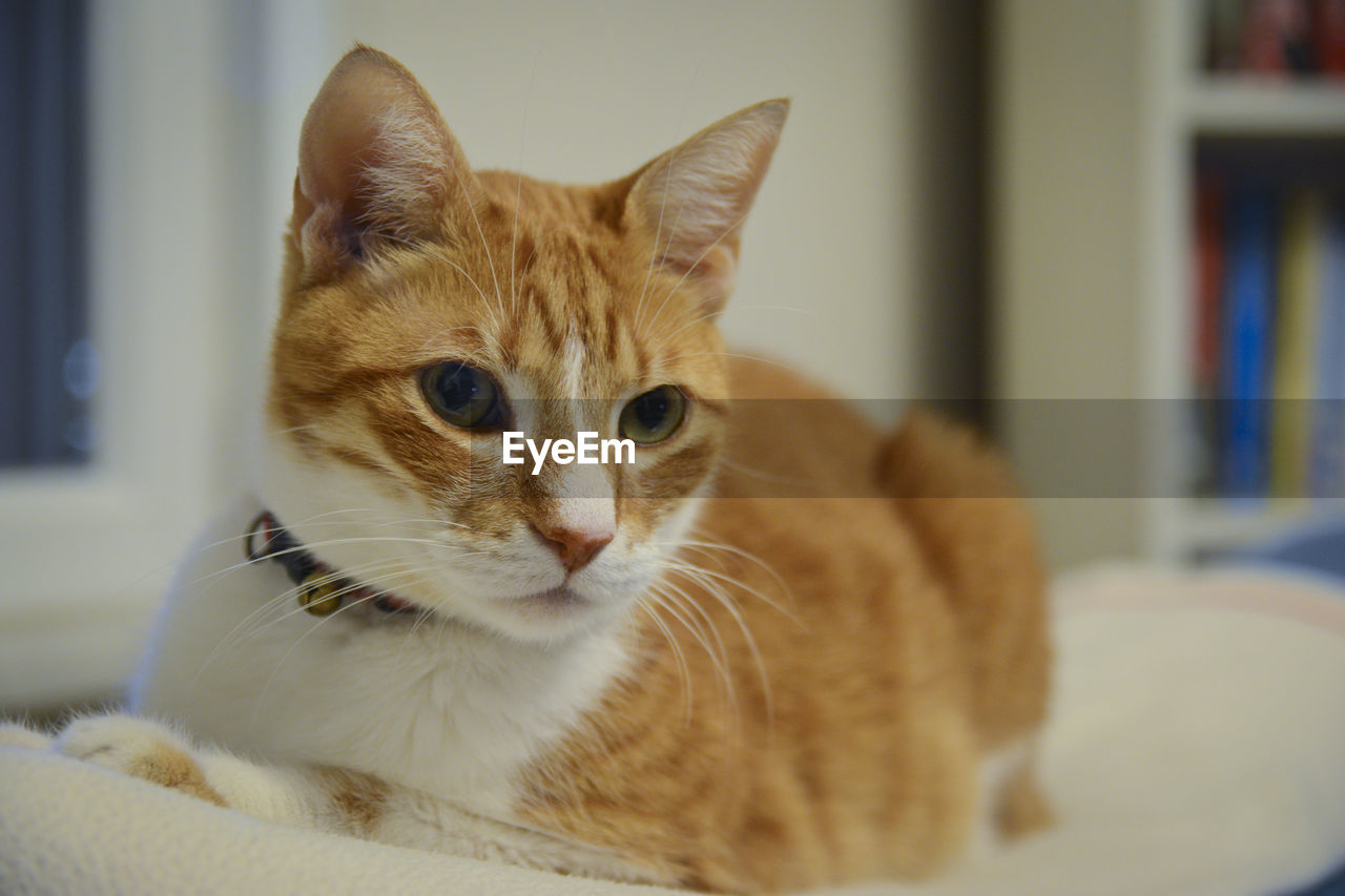 Close-up portrait of cat at home