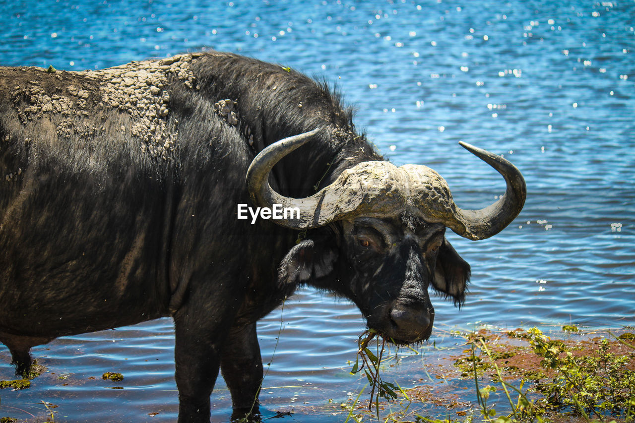 Water buffalo standing on lakeshore