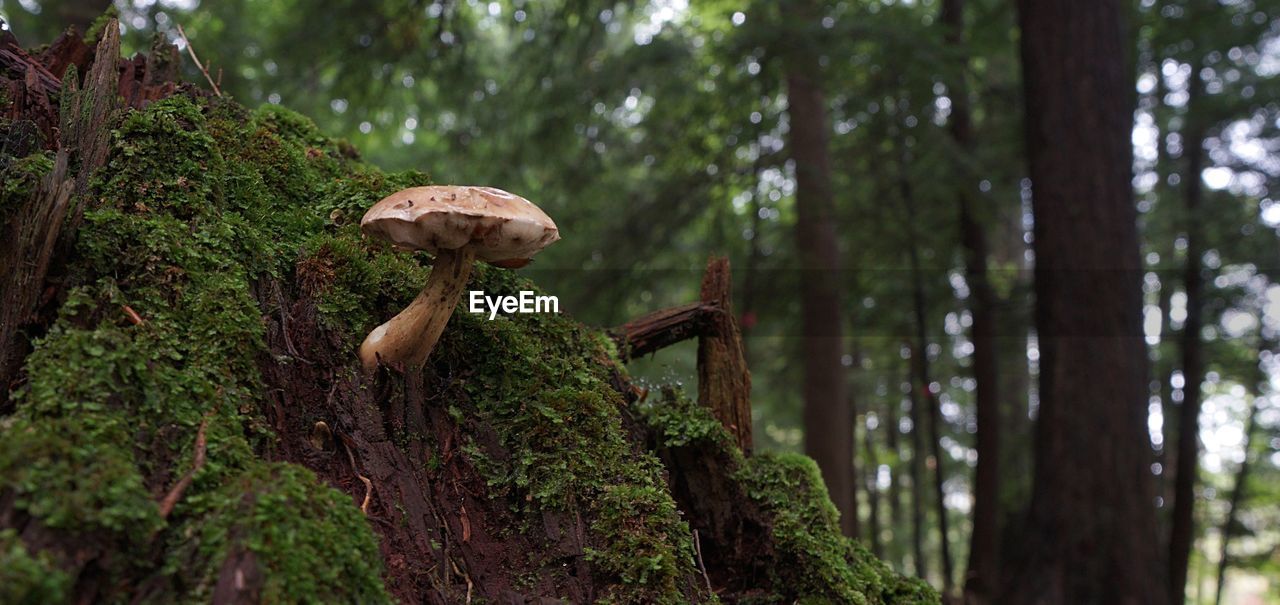 CLOSE-UP OF MUSHROOM GROWING IN FOREST