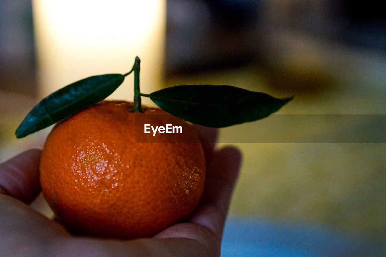 CLOSE-UP OF ORANGES