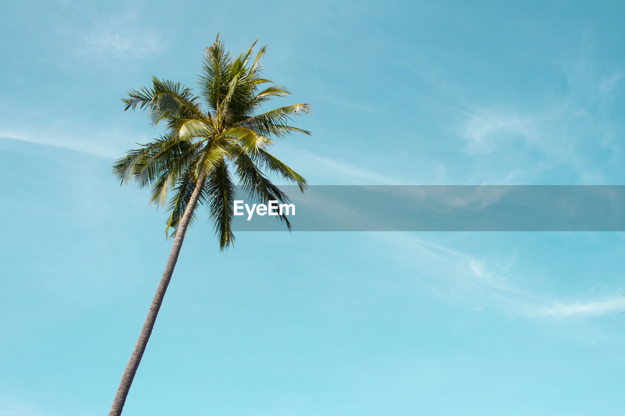 Low angle view of palm tree against blue sky