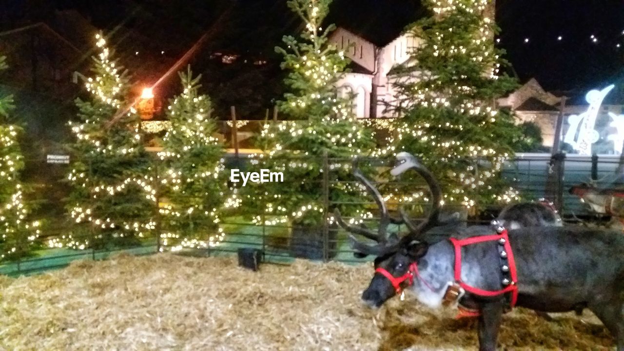 ILLUMINATED CHRISTMAS TREE ON WALL AT NIGHT