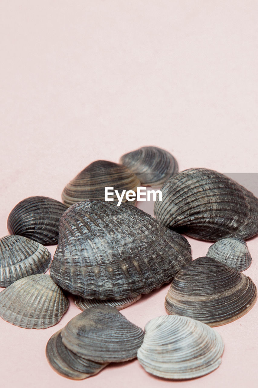 studio shot, no people, group of objects, indoors, cockle, shell, clam, high angle view, business, still life, variation, colored background