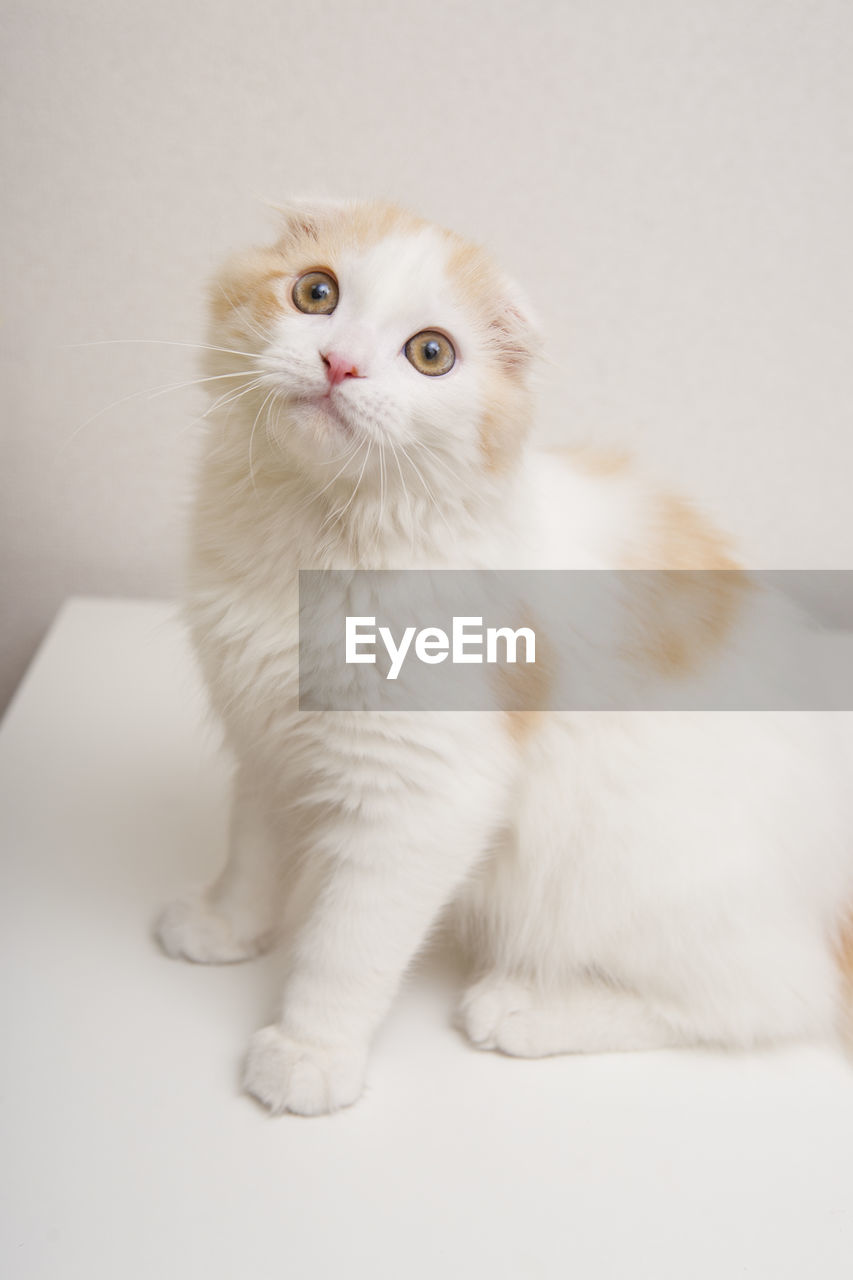 PORTRAIT OF WHITE CAT SITTING ON WALL