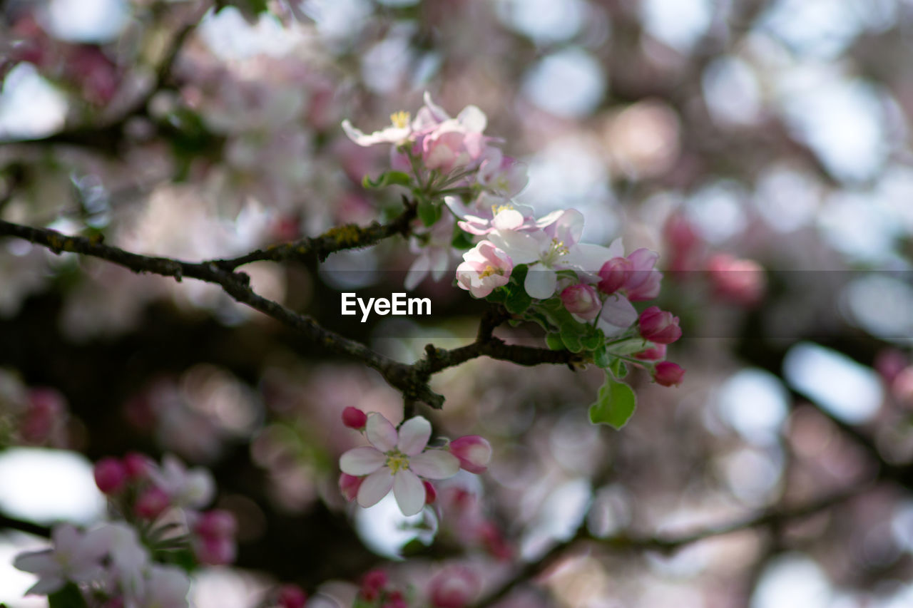 Close-up of pink cherry blossoms in spring