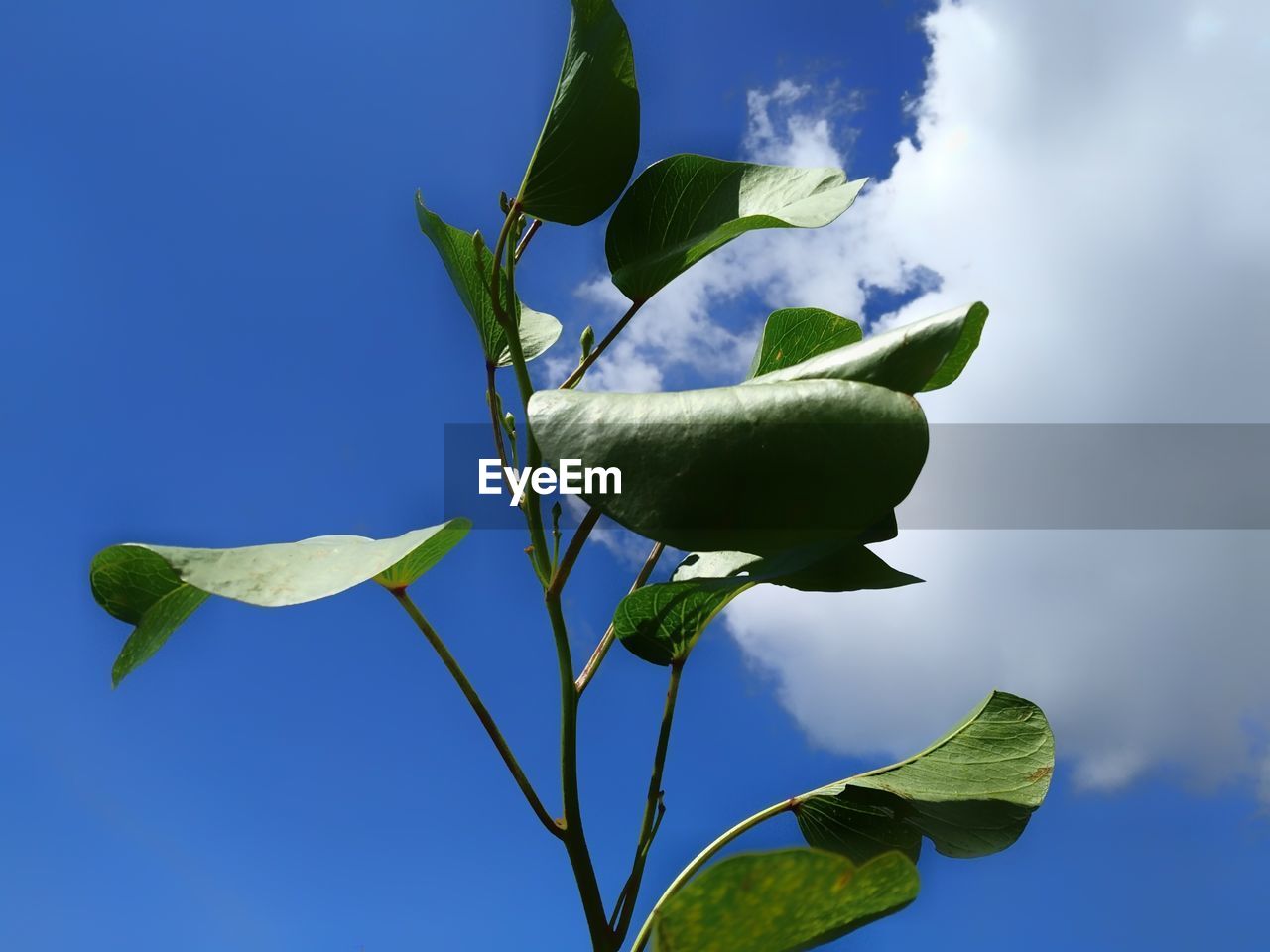 LOW ANGLE VIEW OF GREEN LEAVES ON PLANT AGAINST SKY