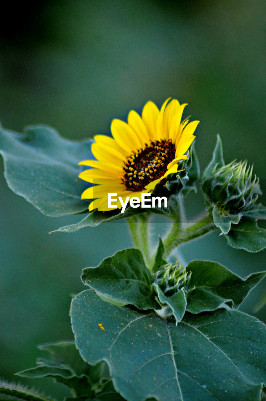 Close-up of yellow flowers