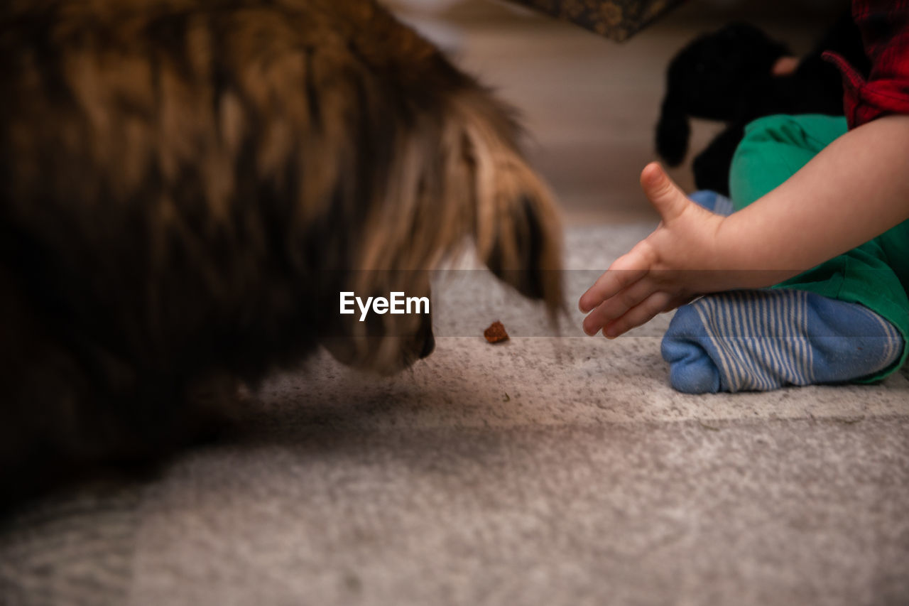 A young child feeds a shaggy mongrel dog. a treat on the carpet.