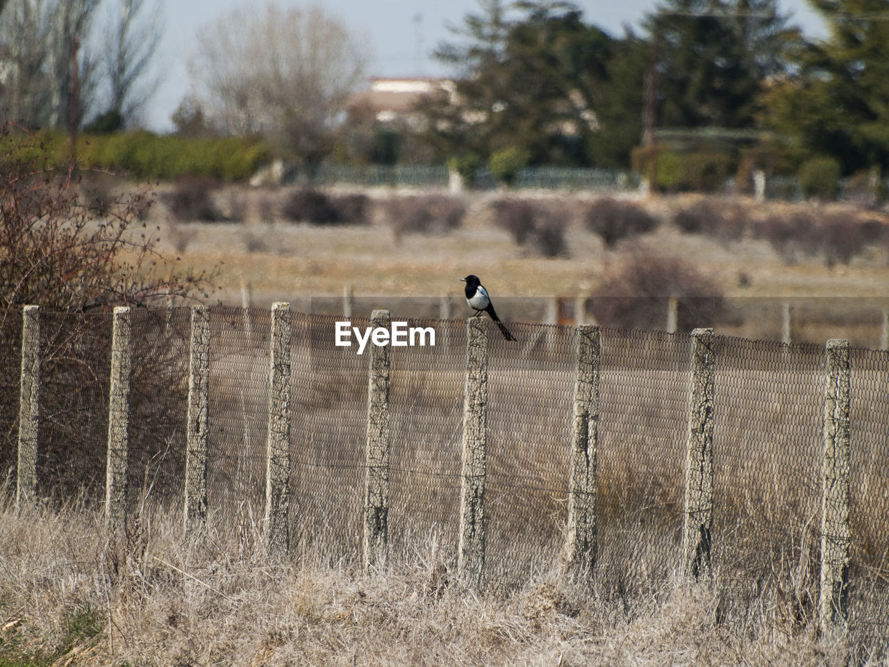 BIRD PERCHING ON FIELD AGAINST TREES