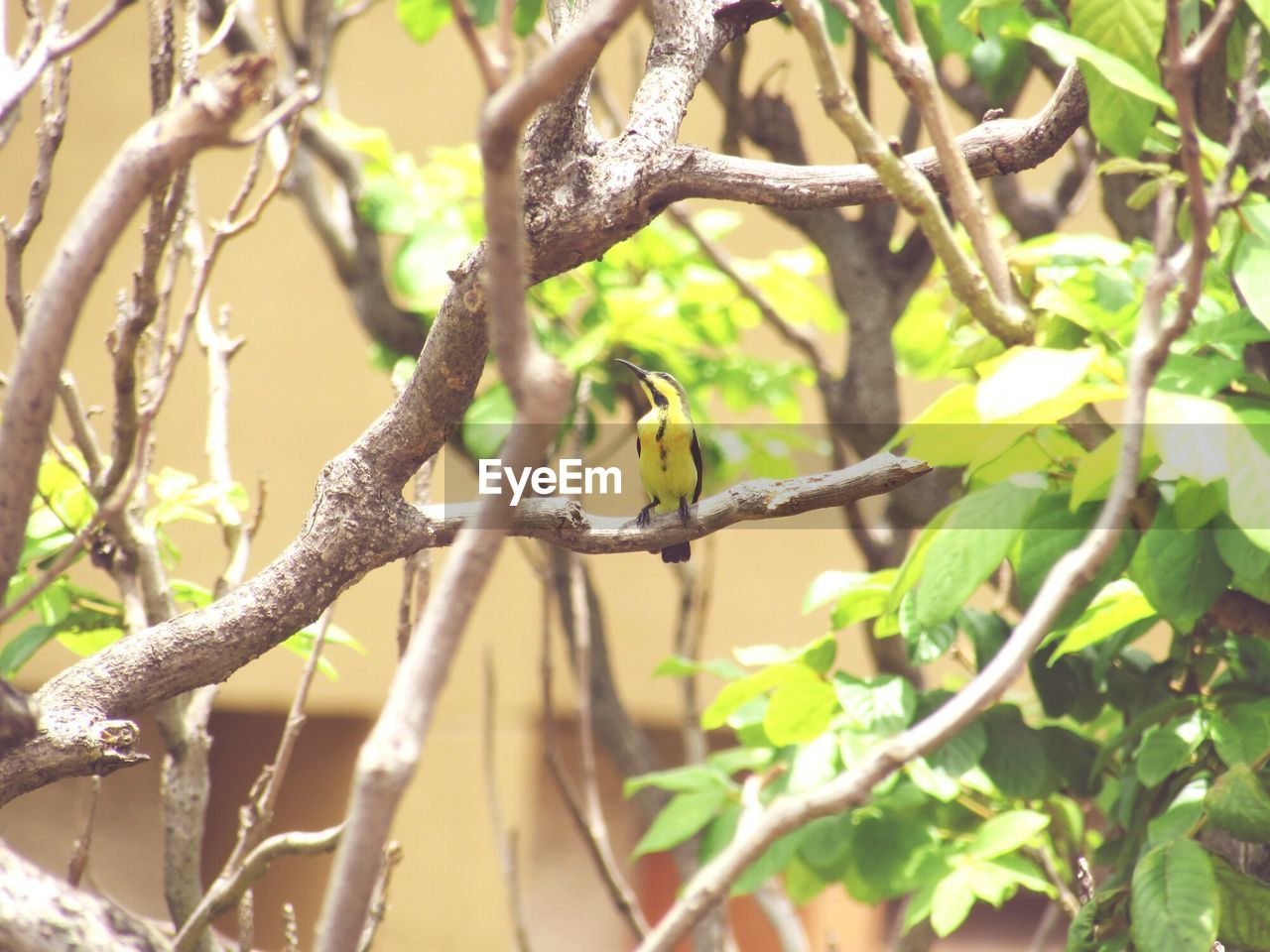 CLOSE-UP OF LEAVES ON TWIG