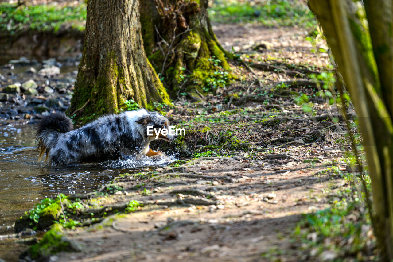 Dog running in water