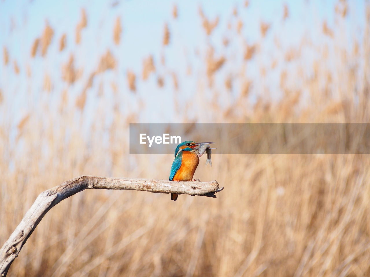 Close-up of bird perching on branch