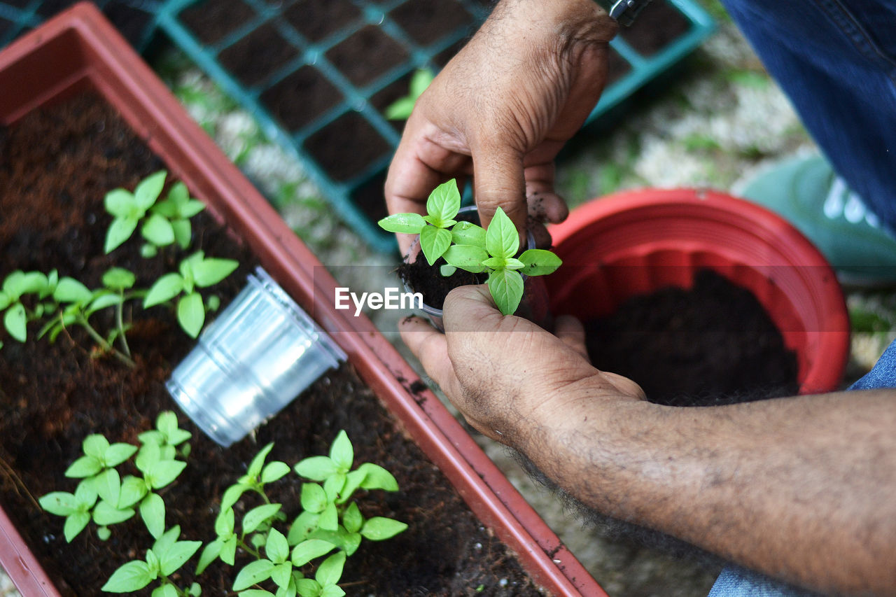 Close-up of man potting plants