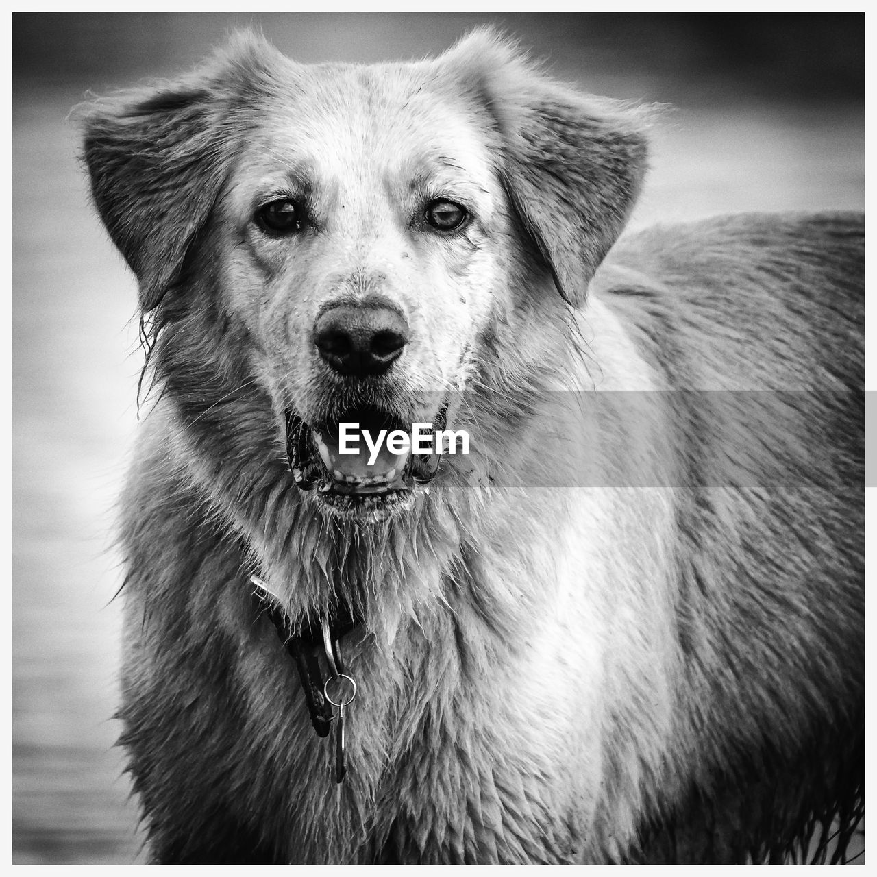 Close-up portrait of dog sticking out tongue outdoors