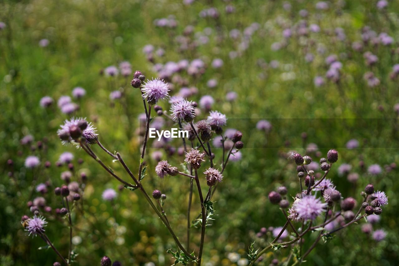 CLOSE-UP OF PURPLE FLOWERING PLANTS