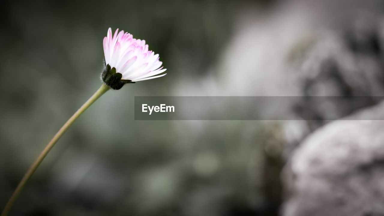 CLOSE-UP OF PINK FLOWER