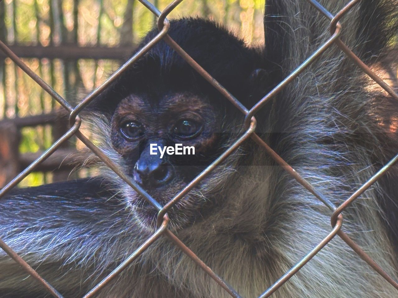 animal, animal themes, mammal, primate, monkey, one animal, animal wildlife, ape, portrait, wildlife, looking at camera, animal body part, no people, cage, chainlink fence, fence, close-up, nature, day, outdoors, young animal