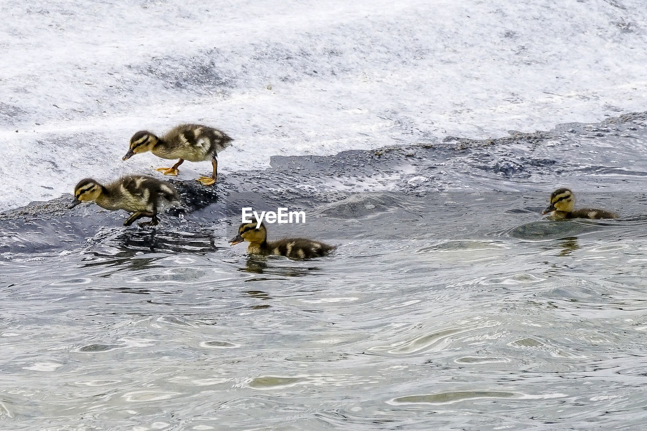 Ducklings on shore