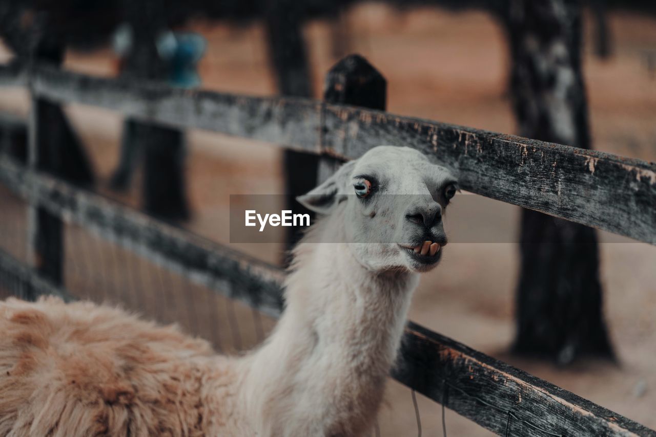 Close-up of alpaca by fence at zoo