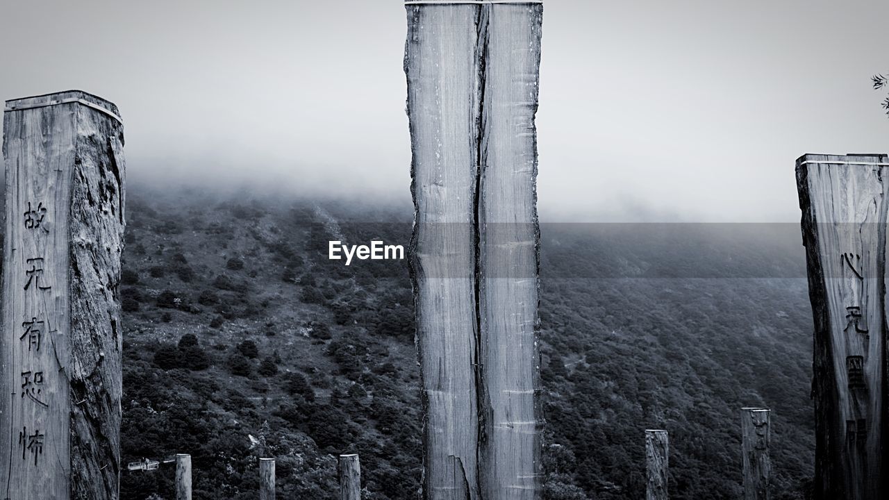 VIEW OF TREES IN FOGGY WEATHER