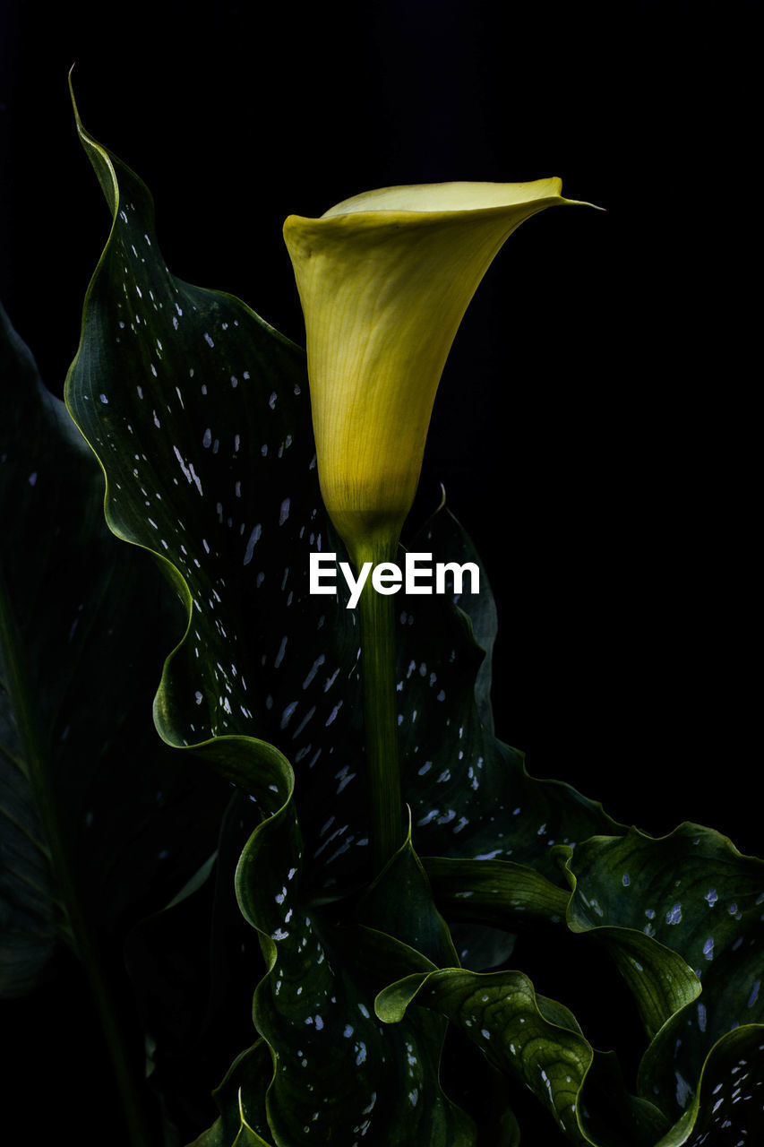 Close-up of yellow flowering plant against black background