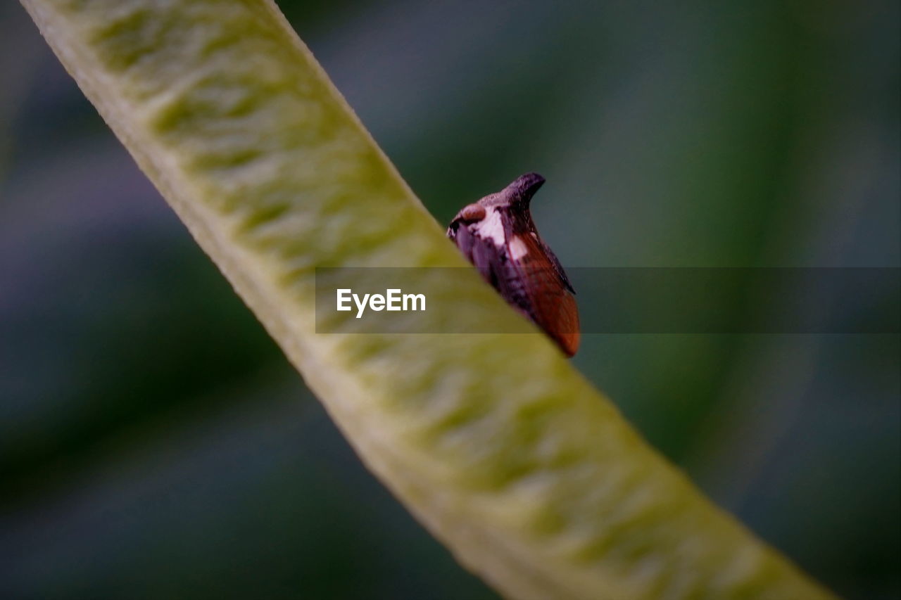 Horned treehopper on yard long bean