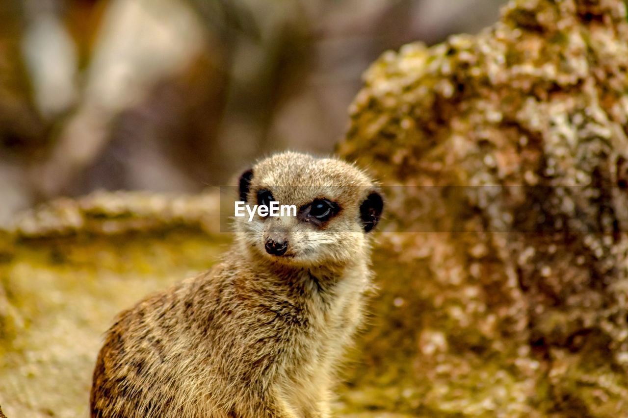 Close-up portrait of an animal