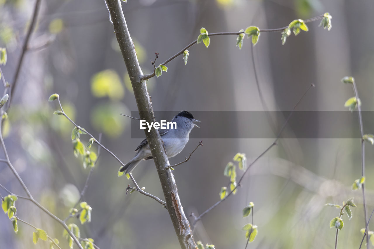BIRD PERCHING ON TREE