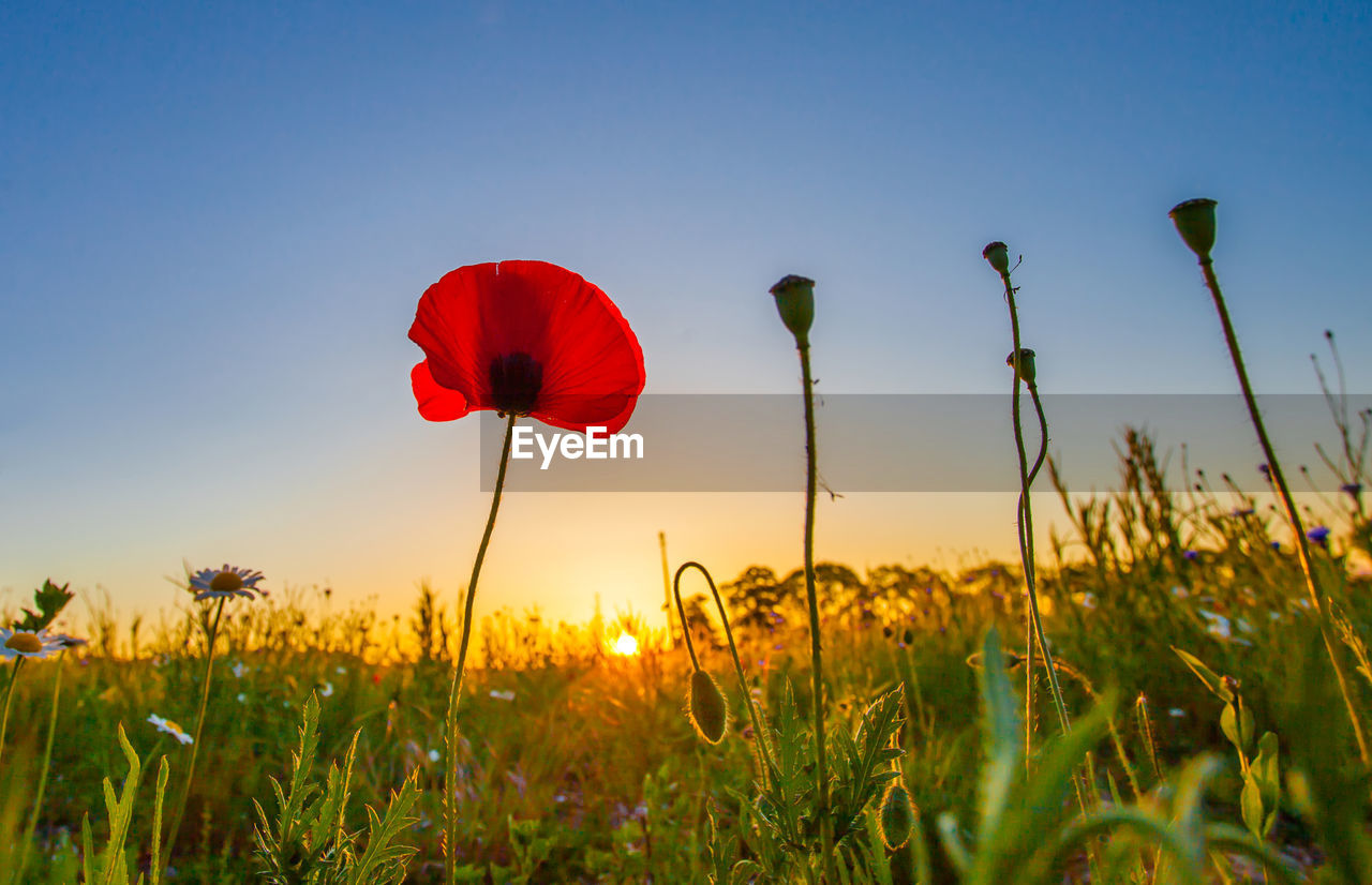 Close-up of poppy growing on field against sky during sunrise