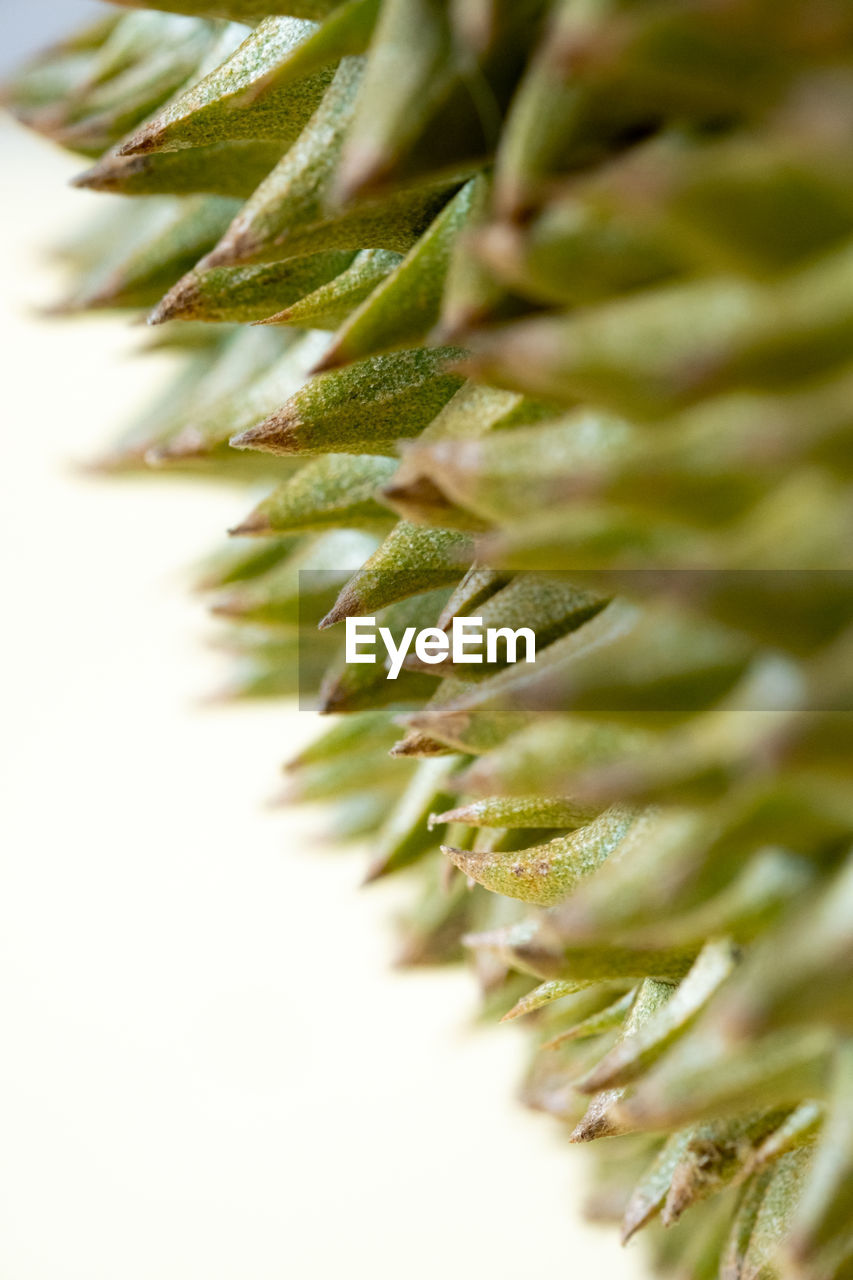 CLOSE-UP OF SUCCULENT PLANT IN BACKGROUND