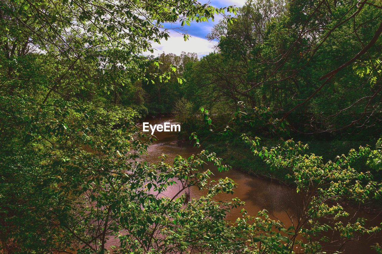 PLANTS AND TREES AGAINST SKY SEEN THROUGH BRANCHES