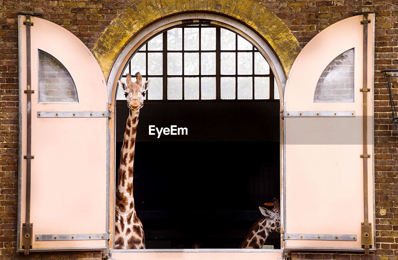 Portrait of giraffe looking through window