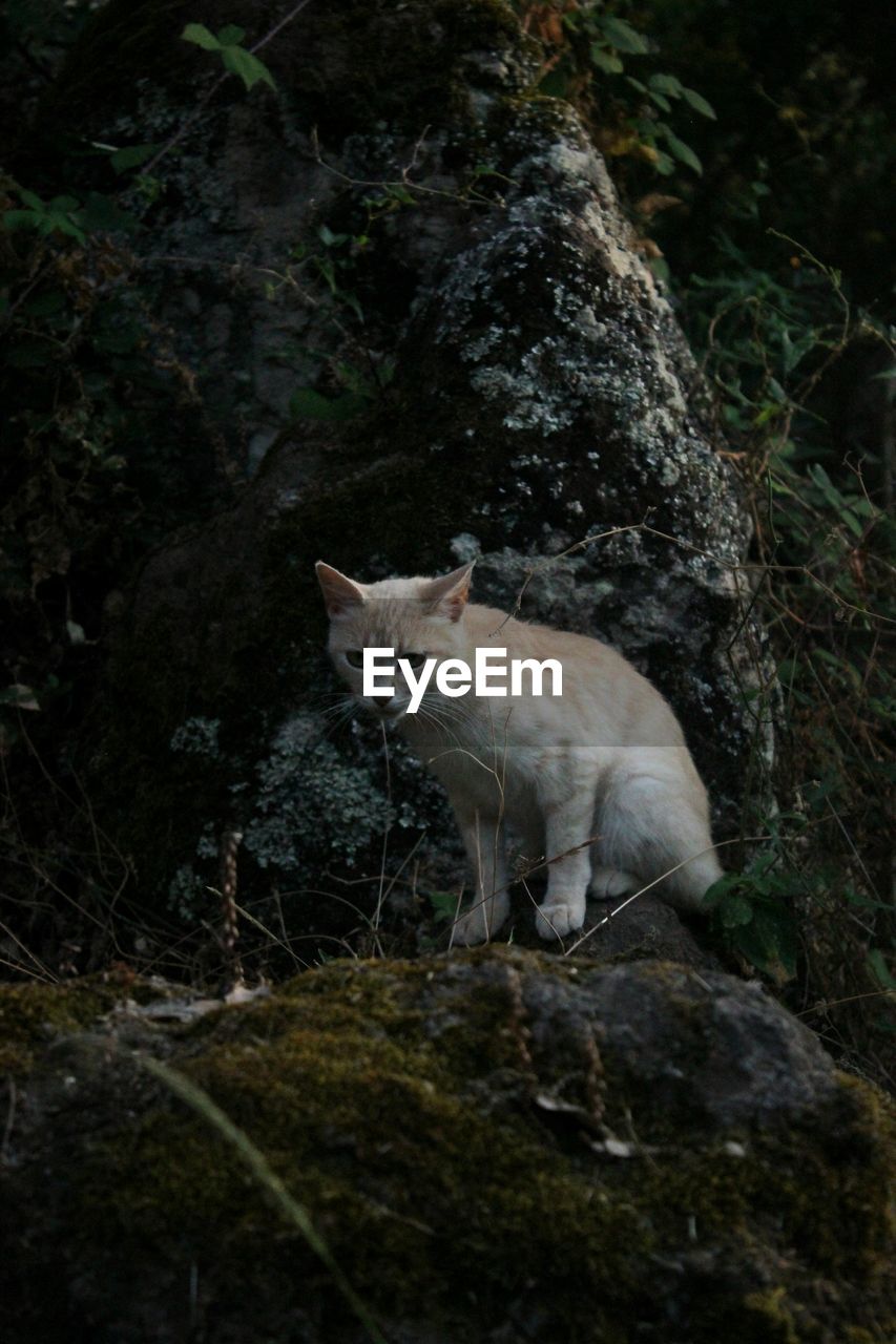 Cat lying on rock