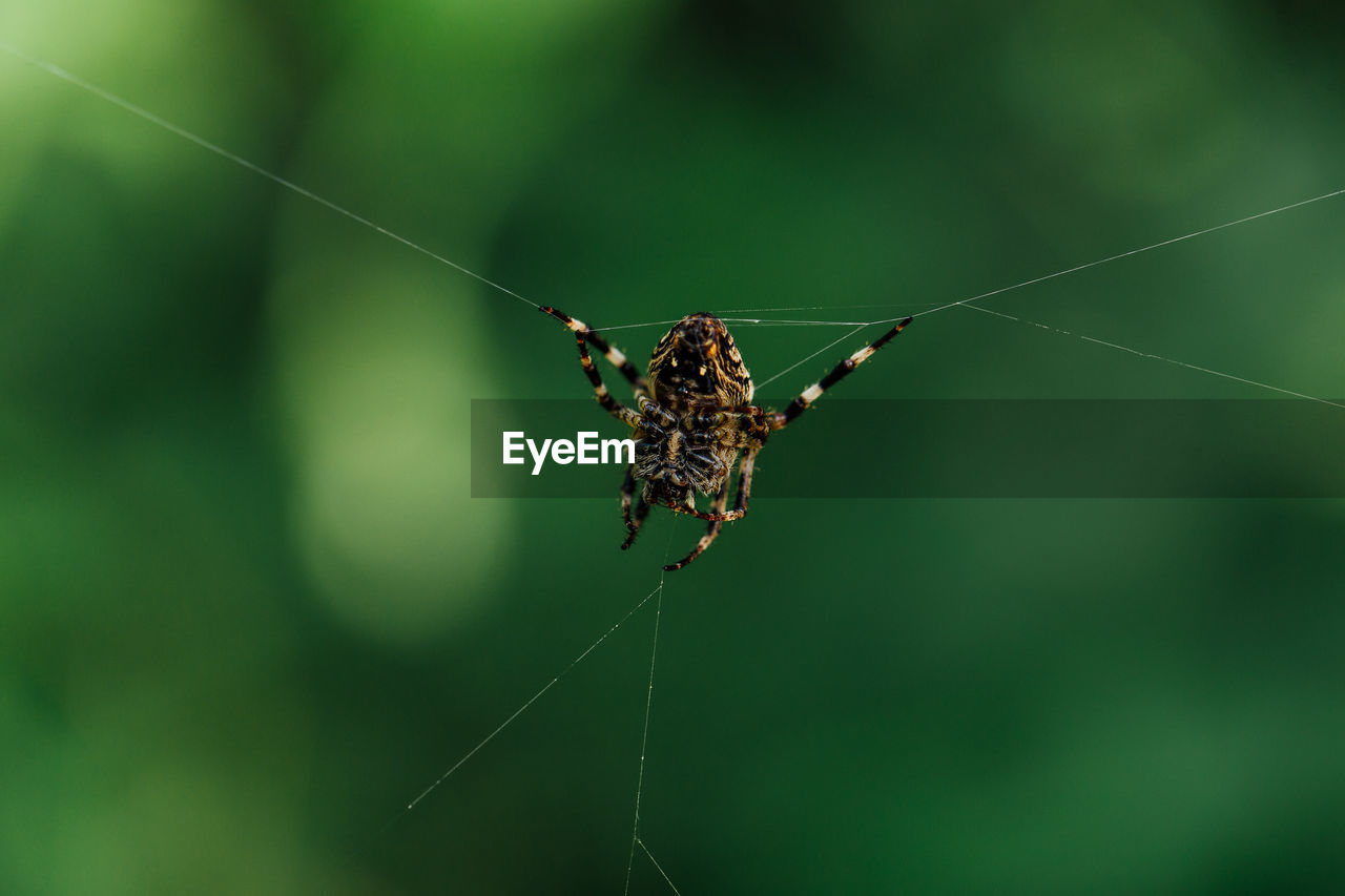 Close-up of spider on web