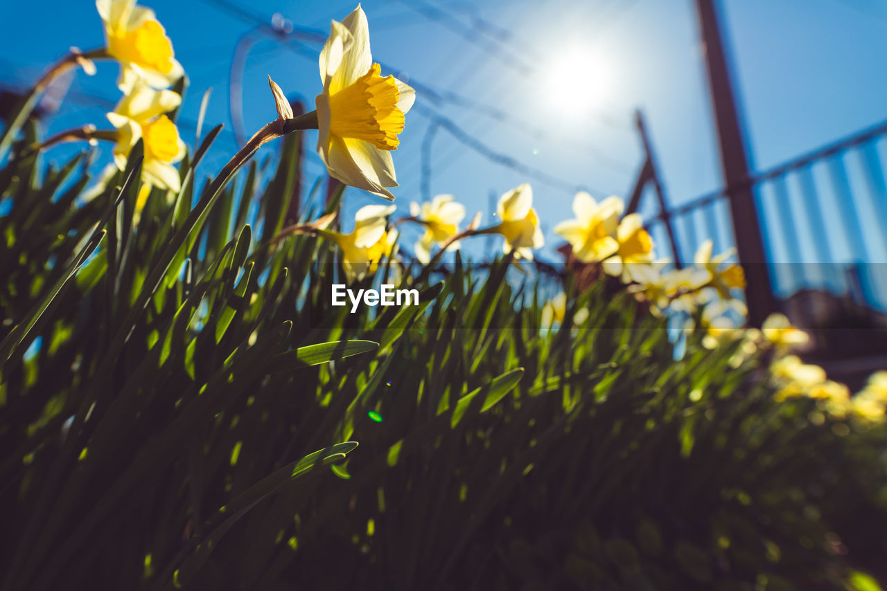 CLOSE-UP OF YELLOW FLOWERS AGAINST SKY