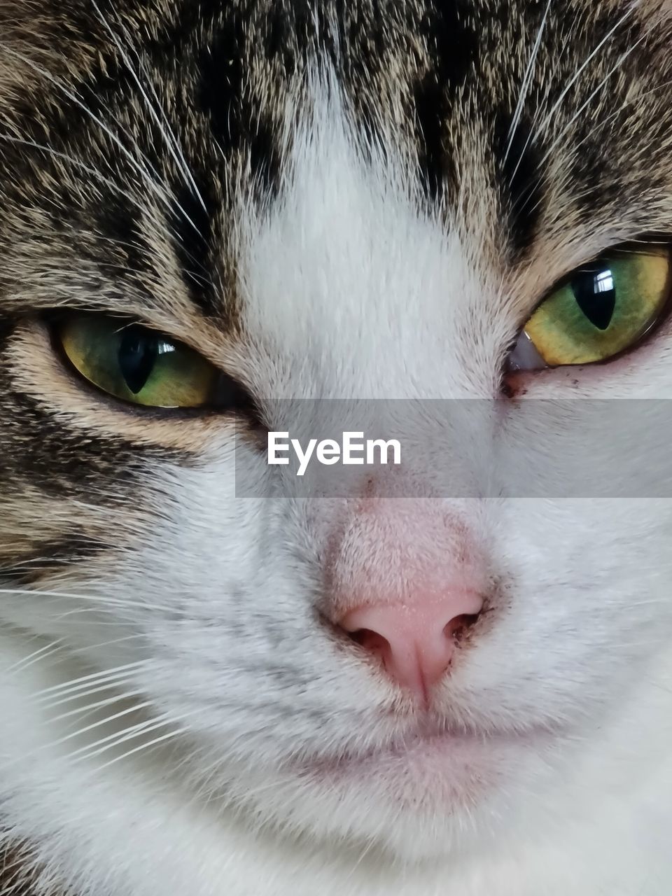 pet, animal, animal themes, domestic animals, mammal, cat, one animal, nose, domestic cat, feline, animal body part, close-up, whiskers, eye, animal head, small to medium-sized cats, felidae, snout, animal eye, portrait, human eye, animal hair, looking at camera, carnivore, looking