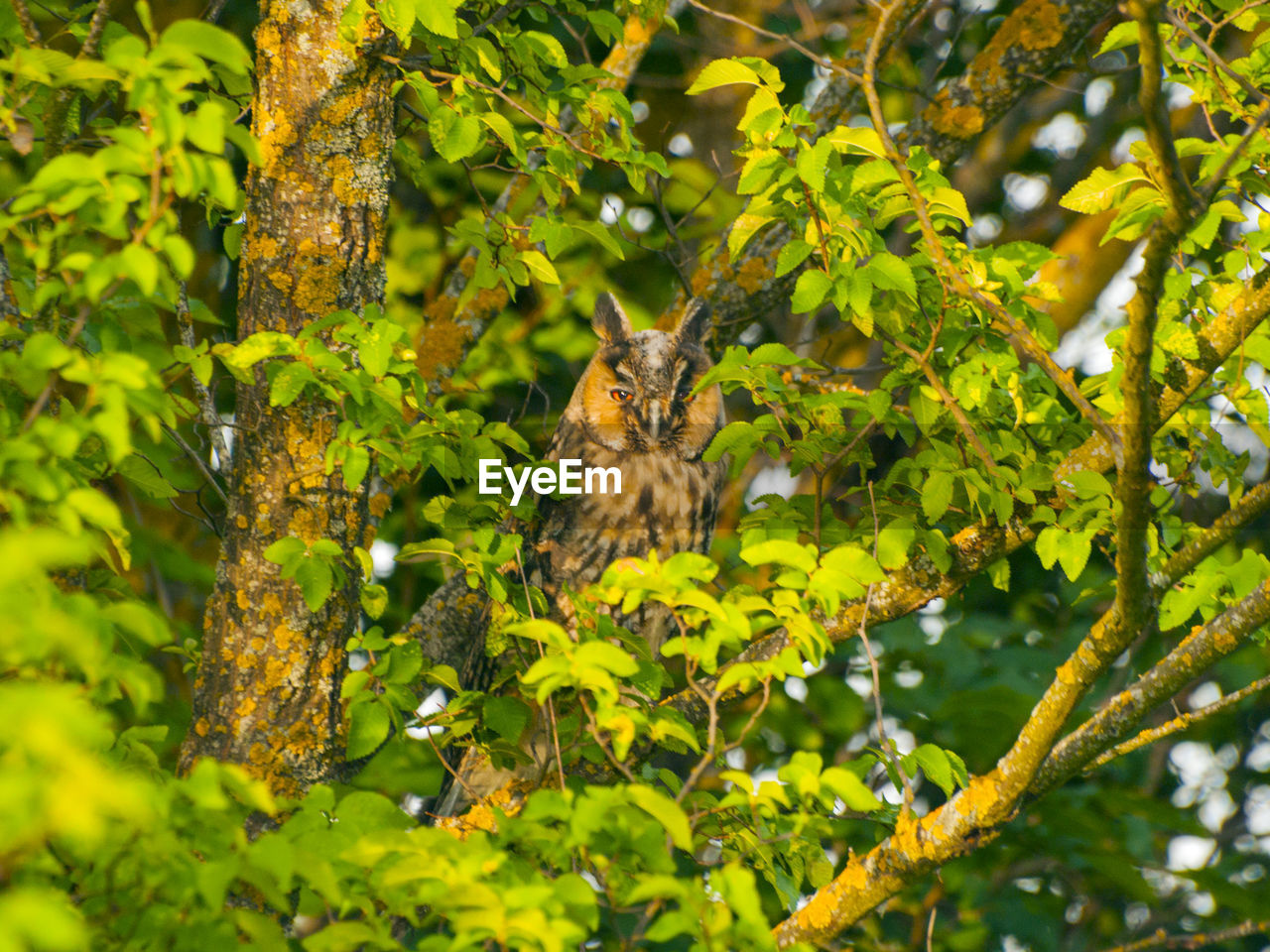 SQUIRREL PERCHING ON TREE