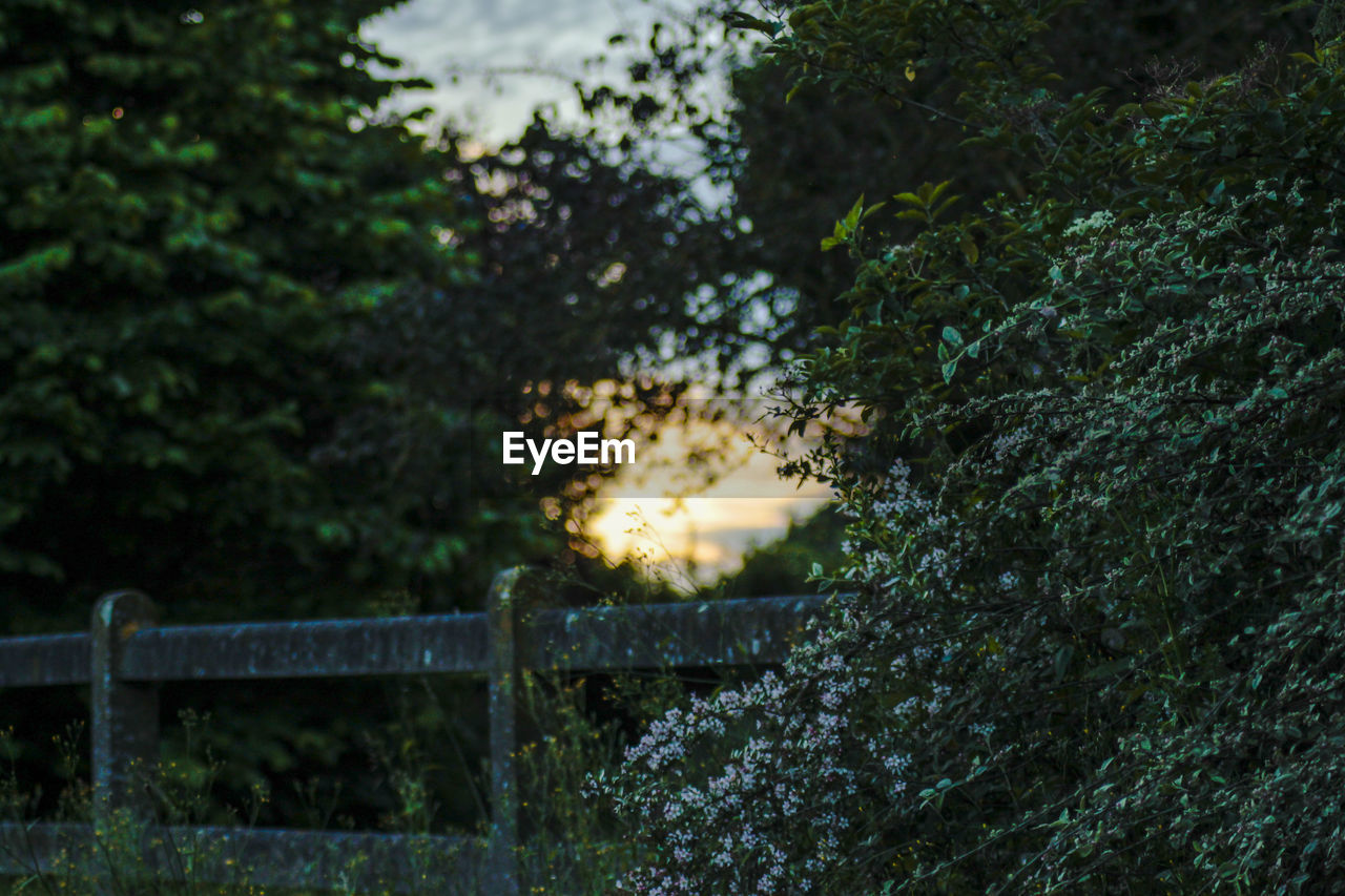 Railing surrounded by trees