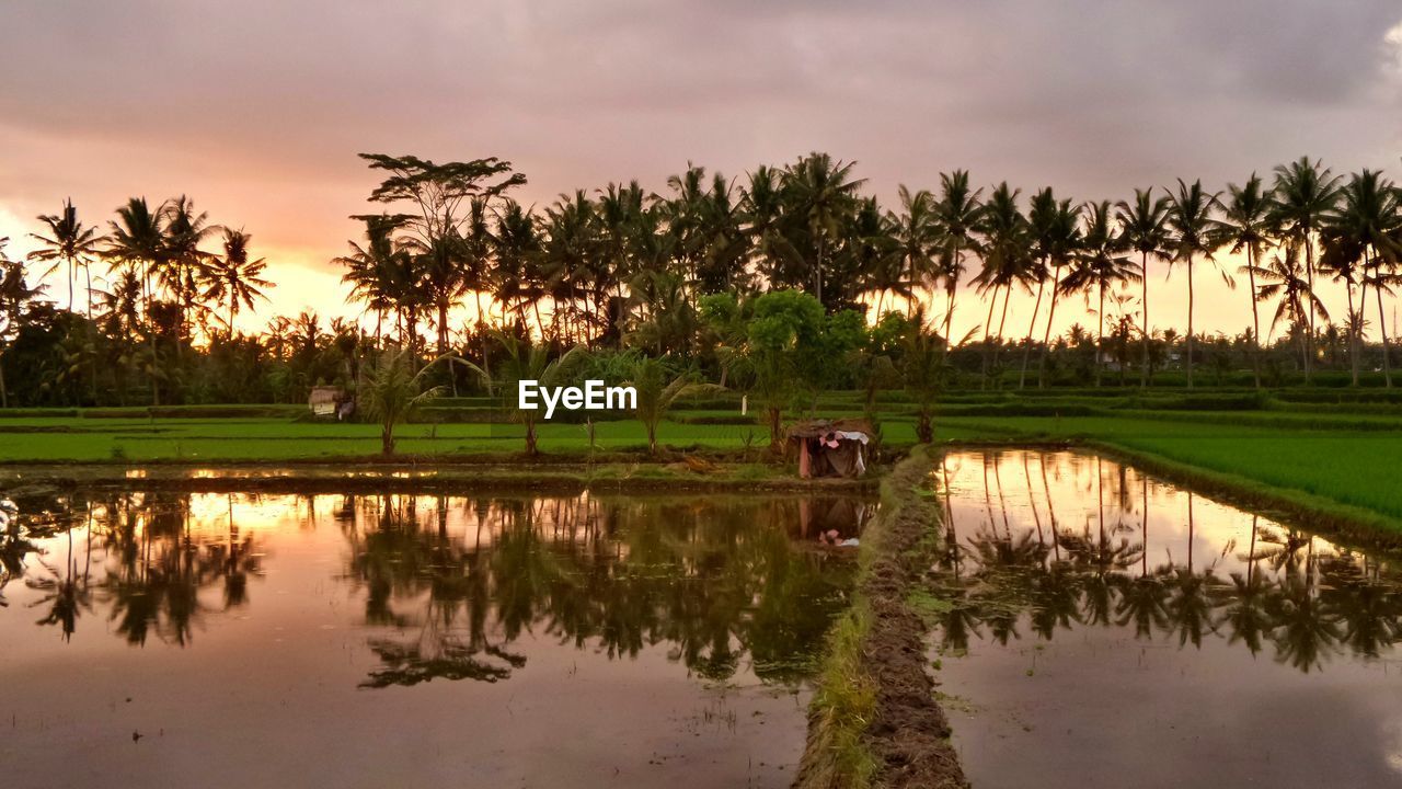 REFLECTION OF PALM TREES IN LAKE AGAINST SKY