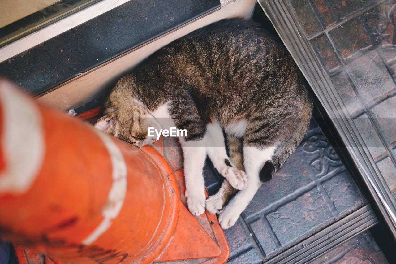 High angle view of cat sleeping by pole on steps